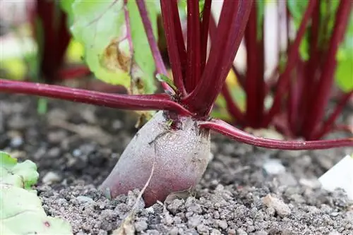 Lumalagong beets - paghahasik, pangangalaga at mga varieties