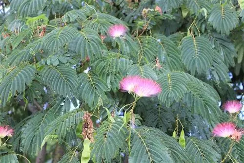 Árbol dormido, árbol de seda – cuidado y corte