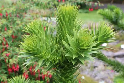 Okrasná jedľa - Araucaria araucana