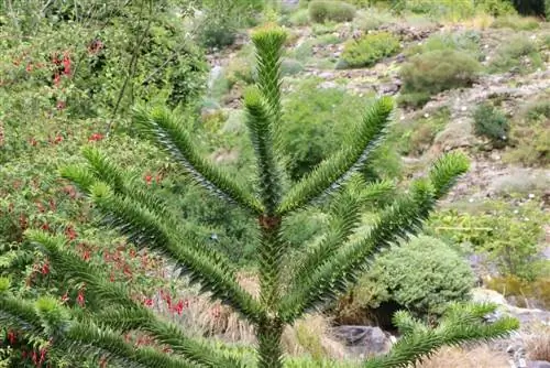 Abeto ornamental: cuidado, propagación e hibernación