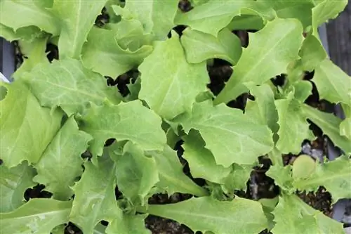 Endive - Menumbuhkan dan merawat salad endive