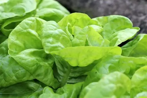 Lettuce - Lactuca sativa