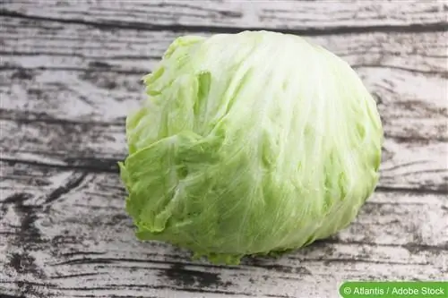 Cultivo de lechuga iceberg: siembra, plantación y cuidado