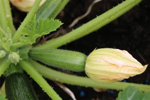 Courgette-oes beste oestyd 2986