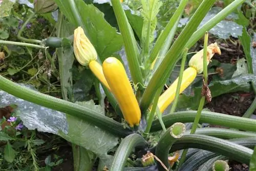 courgette cucurbita pepo 0331