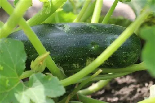 Récolte des courgettes meilleure période de récolte 0979