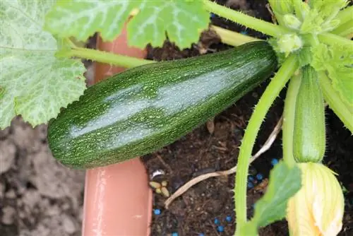 Kweek courgette - plant, versorg en oes