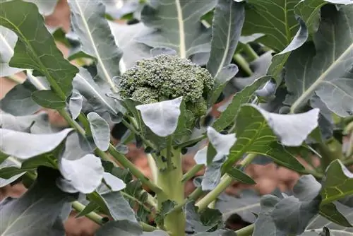 Broccoliteelt - zaaien, verzorgen en planten