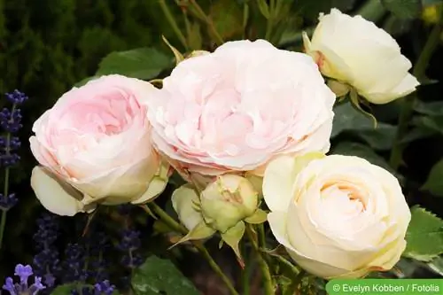 Rosas inglesas: plantas, ubicación y variedades