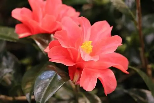 Camellias