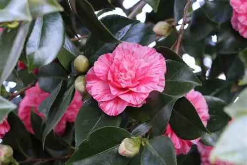 Camellias