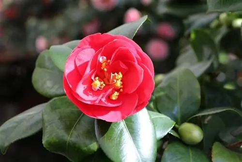 Camellias