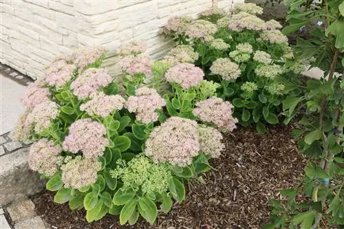 Stonecrop, stonecrop - การดูแล การตัด และพันธุ์