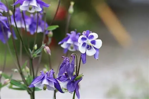 Columbine - umiestnenie, siatie, starostlivosť a rez