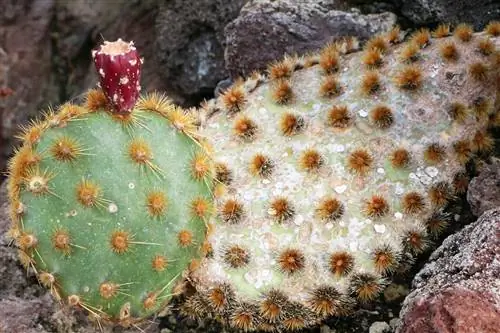 Prickly pear, prickly pear, opuntia - เคล็ดลับการดูแล