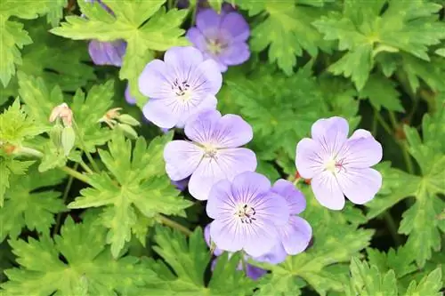 Cranesbill (Geranium) - кам көрүү үчүн профиль