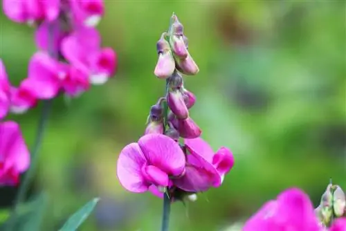 Guisantes de olor, vezas perennes: siembra, cuidado y propagación