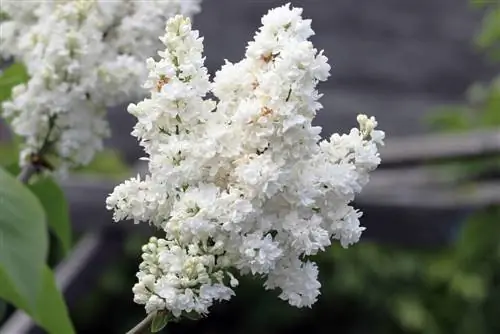 Liliac Syringa