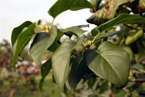 Syringa Syringa