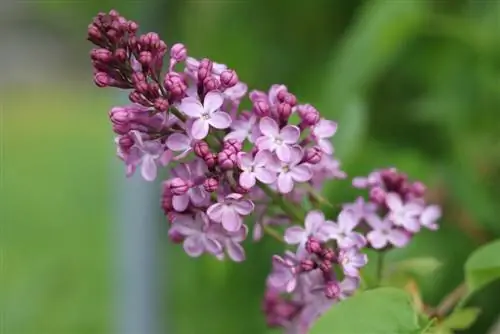 Lilacs - kujdes, shumim dhe prerje