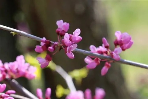 Канадалық Яһуда ағашы - Cercis canadensis