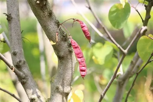 Жүйүт дарагы - Cercis siliquastrum