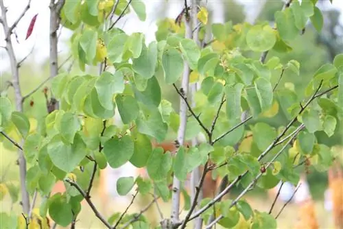 Árbol de Judas – cuidado e invernada