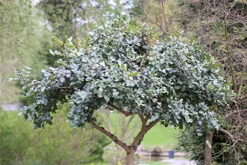 Pohon carob - Ceratonia siliqua