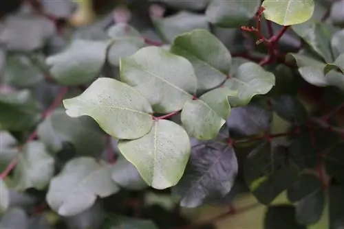 Pokok carob - Ceratonia siliqua