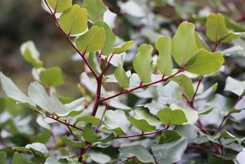 Johannesbrødtre - planting og stell