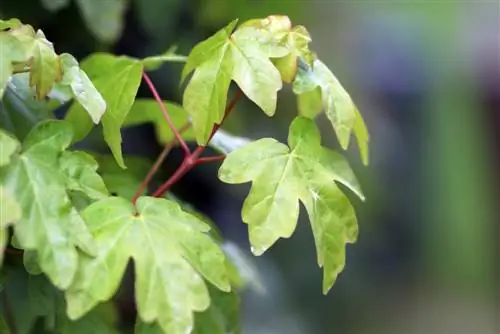 Field Maple - Menanam dan Memotong