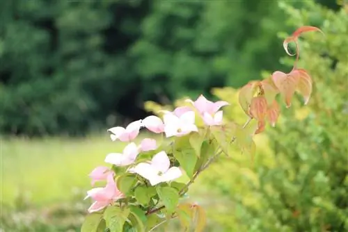 Kornel - Cornus alba