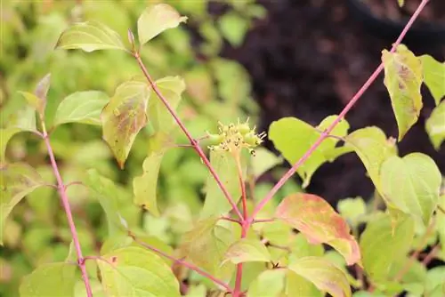 Corniolo - Cornus alba