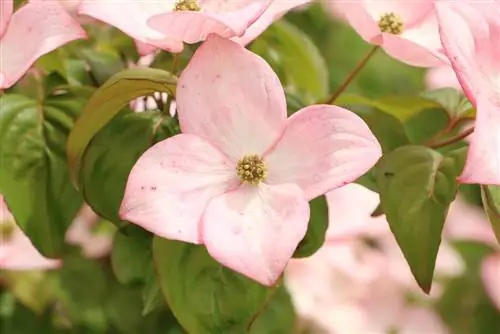 Cornejo - Cornus alba