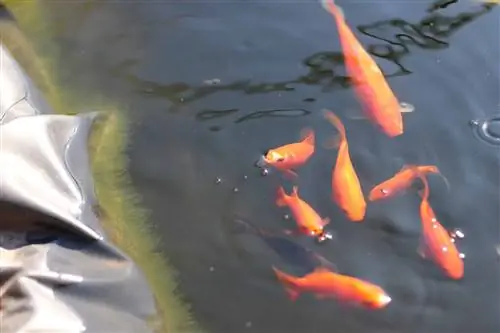 Peixe dourado na lagoa – doenças e infestação por fungos