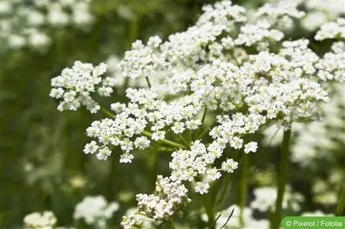 Caraway, Carum carvi - cultivation and care