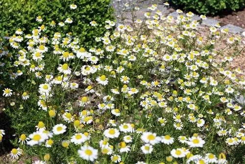 Real chamomile - profile, cultivation, care and harvest