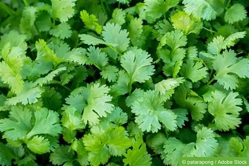 Culture de coriandre, Coriandrum sativum - plantation et entretien