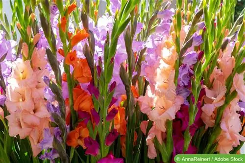 Cog gladioli - cov lus qhia saib xyuas