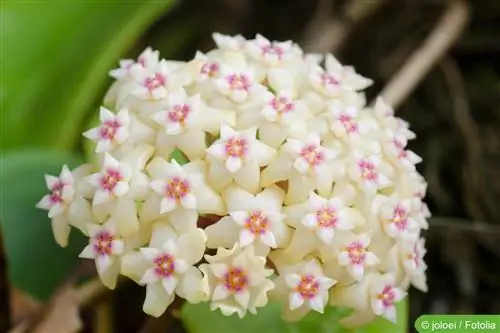 Fiore di porcellana – Fiore di cera, Hoya – Cura