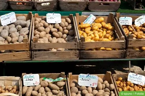 Venda de patates en caixes de fruites