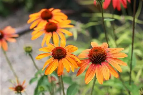 Coneflower - bakım, kesme ve çoğ altma