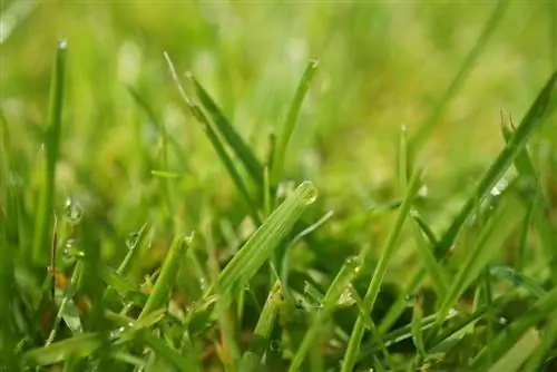 Tappeto da giardino per il balcone: vantaggi + svantaggi