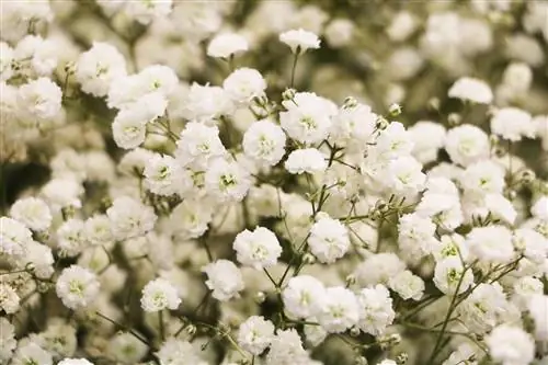 Gypsophila - Plantning, pleje & Skæring