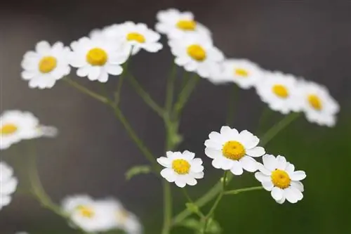 Dziki kwiat, Tanacetum - pielęgnacja