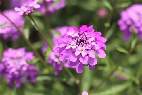 Vysádzajte candytufts - lokalita & Doba kvitnutia Iberis