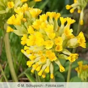 Primula Veris-ի ծաղիկ