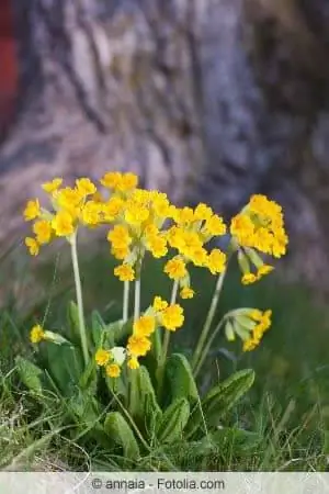 Cowslips