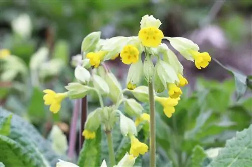 Cowslip, Primula veris - perfil e cuidados