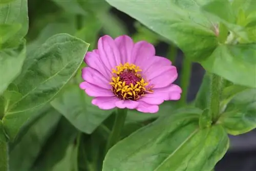 Zinnia - Zinnia